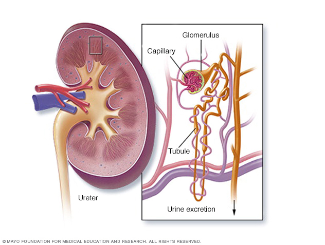 Cross section showing inside a kidney